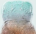 Thumbnail for version as of 22:03, 23 April 2013