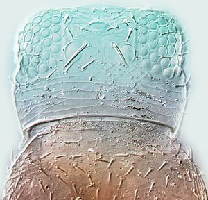 Florithrips traeghardi head.jpg