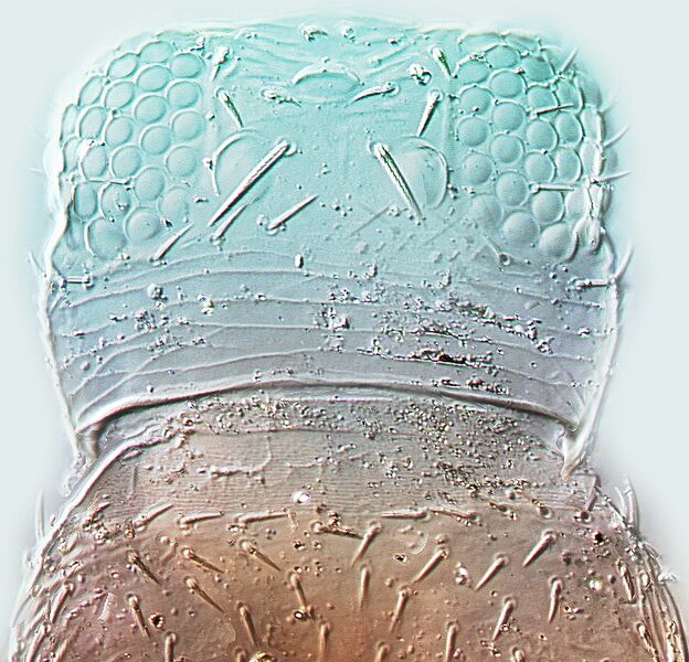 File:Florithrips traeghardi head.jpg