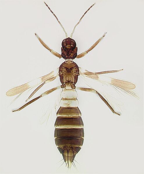 File:Franklinothrips orizabensis female.jpg