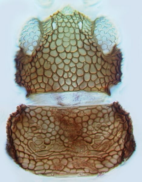File:Heliothrips haemorrhoidalis head.jpg