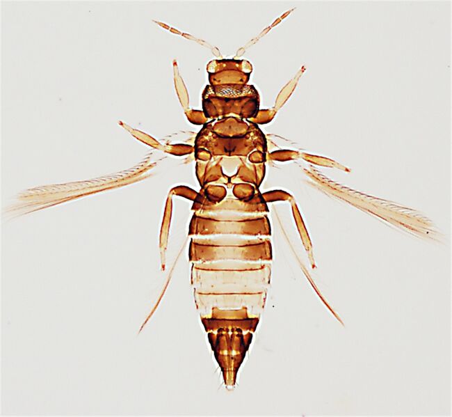 File:HydatAliceFemale.jpg