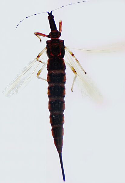 File:Idolothrips spectrum female.jpg