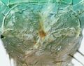 Thumbnail for version as of 22:06, 23 April 2013