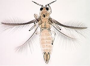 Leucothrips nigripennis.jpg