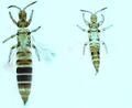Aleurodothrips fasciapennis.jpg