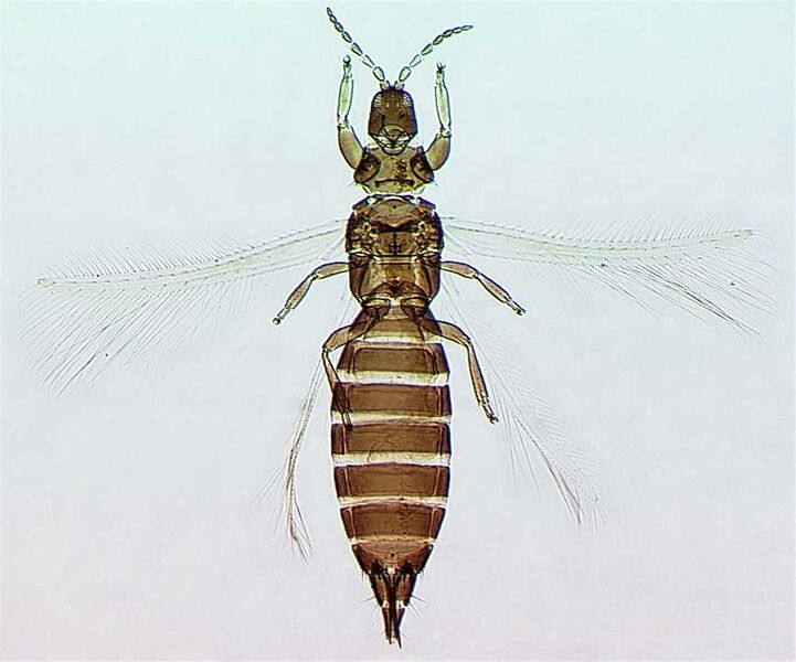 File:OligoFemFull.jpg