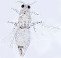 Thumbnail for version as of 03:18, 22 April 2013