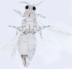 Pseudodendrothrips mori.jpg