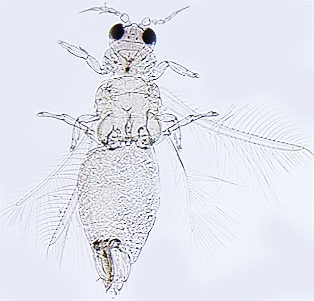 File:Pseudodendrothrips mori.jpg