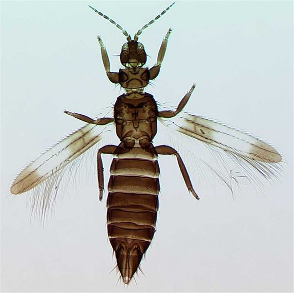 File:CranoPoultFull.jpg