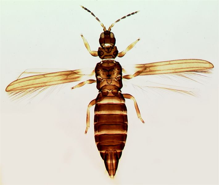 File:CranoIbiscaFull.jpg