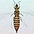 Thumbnail for version as of 01:12, 26 July 2012