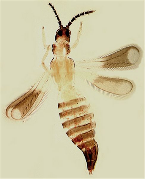 File:Mymarobicfull cleaned.jpg