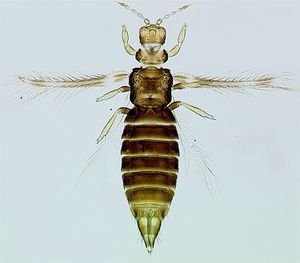 Hercinofemoralis.jpg