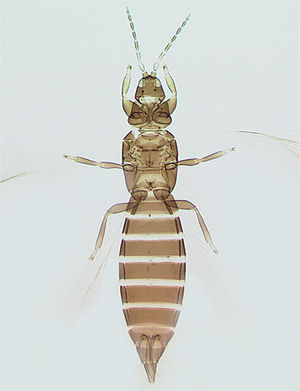 Parrellathrips ullmanae.jpg