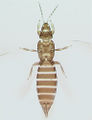Thumbnail for version as of 03:14, 22 April 2013