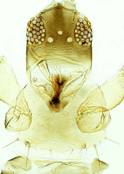 File:Priesneriola head and pronotum.jpg