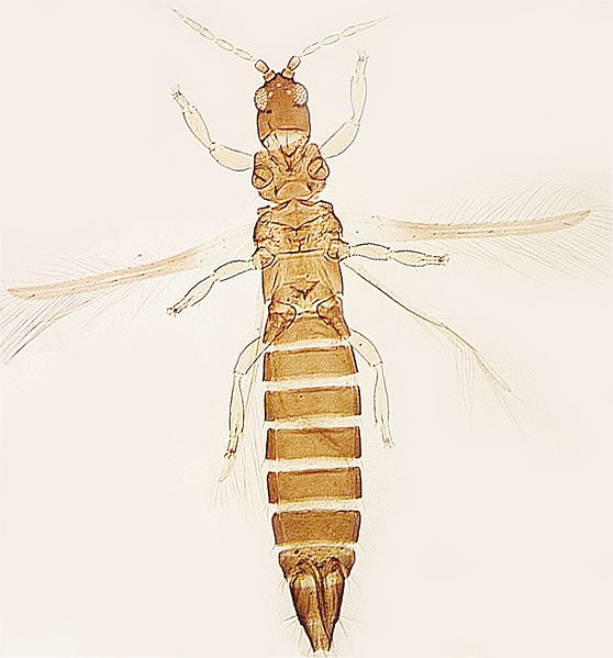 File:Sciothrips cardamomi.jpg