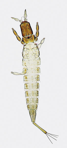 File:StephanoBuffai.jpg