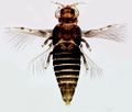 Thumbnail for version as of 01:53, 22 March 2013