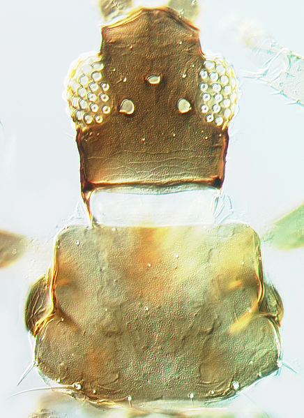 File:Organothrips indicus head and pronotum.jpg