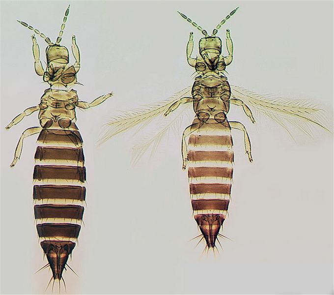File:FrFuscMicMacFull.jpg