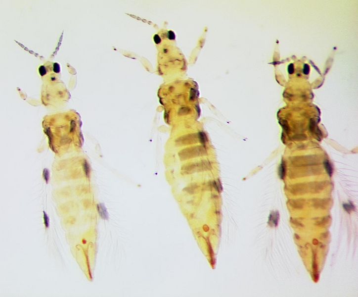 File:ScoloMarkinClove.jpg