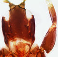Thumbnail for version as of 21:58, 23 April 2013