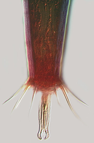 File:Haplothrips articulosus male.jpg