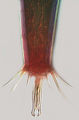 Thumbnail for version as of 22:20, 23 April 2013