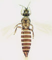 Thumbnail for version as of 02:45, 22 April 2013