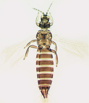 Frankliniella schultzei.jpg