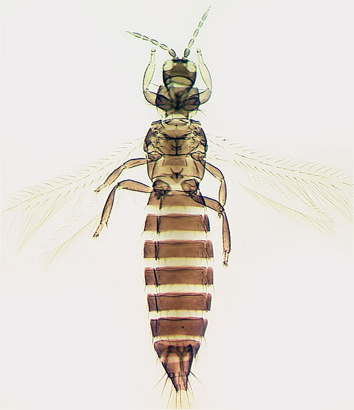 File:Frankliniella schultzei.jpg