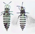Thumbnail for version as of 01:25, 22 March 2013