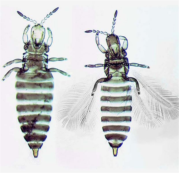 File:PriesCitriFullMacMic.jpg