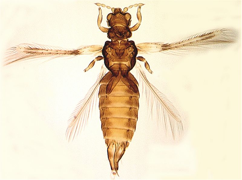 File:Astrofull cleaned.jpg